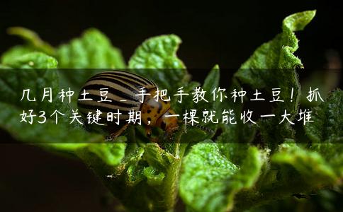 几月种土豆_手把手教你种土豆！抓好3个关键时期，一棵就能收一大堆