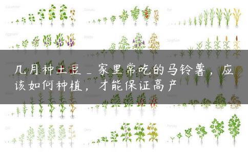 几月种土豆_家里常吃的马铃薯，应该如何种植，才能保证高产