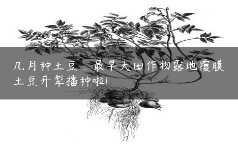 几月种土豆_最早大田作物露地覆膜土豆开犁播种啦!