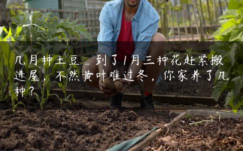 几月种土豆_到了1月三种花赶紧搬进屋,不然黄叶难过冬,你家养了几种? 几月种土豆_到了1月三种花赶紧搬进屋,不然黄叶难过冬,你家养了几种?