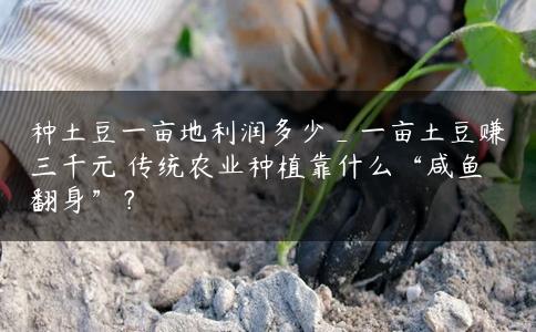 种土豆一亩地利润多少_一亩土豆赚三千元 传统农业种植靠什么“咸鱼翻身”? 种土豆一亩地利润多少_一亩土豆赚三千元 传统农业种植靠什么“咸鱼翻身”?