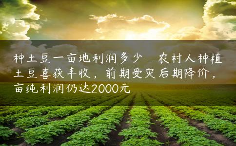 种土豆一亩地利润多少_农村人种植土豆喜获丰收,前期受灾后期降价,亩纯利润仍达2000元 种土豆一亩地利润多少_农村人种植土豆喜获丰收,前期受灾后期降价,亩纯利润仍达2000元