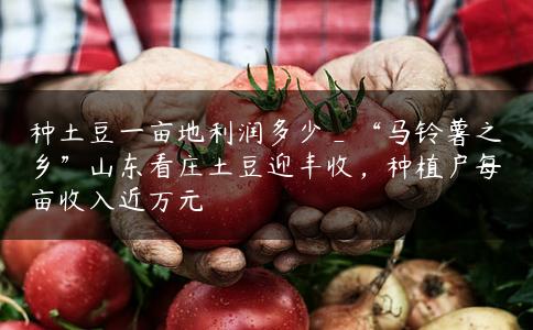 种土豆一亩地利润多少_“马铃薯之乡”山东看庄土豆迎丰收,种植户每亩收入近万元 种土豆一亩地利润多少_“马铃薯之乡”山东看庄土豆迎丰收,种植户每亩收入近万元