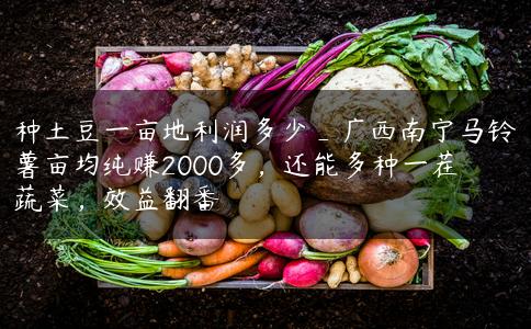 种土豆一亩地利润多少_广西南宁马铃薯亩均纯赚2000多，还能多种一茬蔬菜，效益翻番