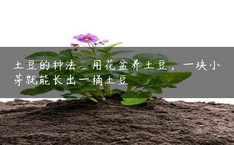 土豆的种法_用花盆养土豆，一块小芽就能长出一桶土豆