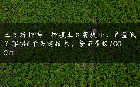 土豆好种吗_种植土豆薯块小、产量低？掌握6个关键技术，每亩多收1000斤