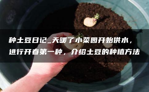 种土豆日记_天暖了小菜园开始供水，进行开春第一种，介绍土豆的种植方法